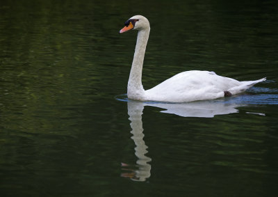 Reflection