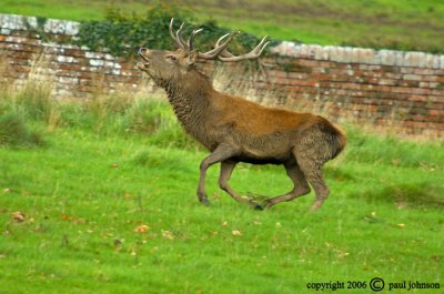 Berkeley Deer Park