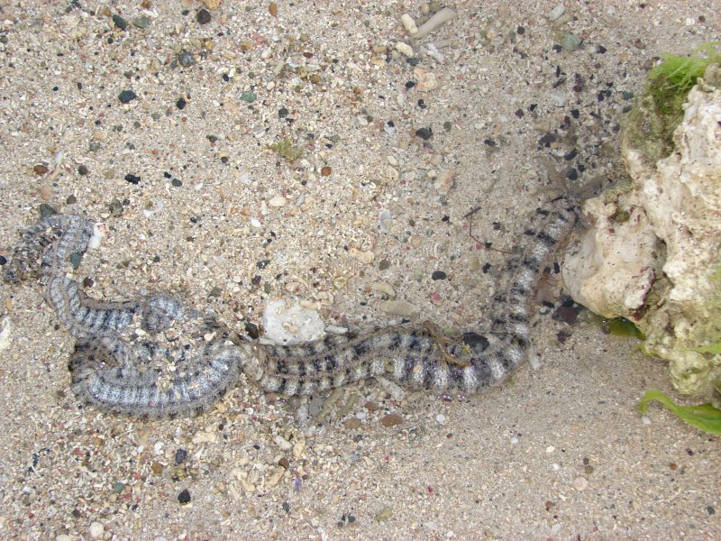 Seasnake on the coral coast