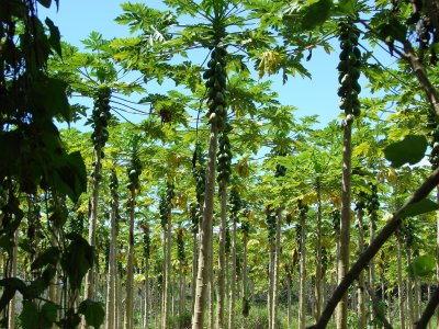 Papaya grove
