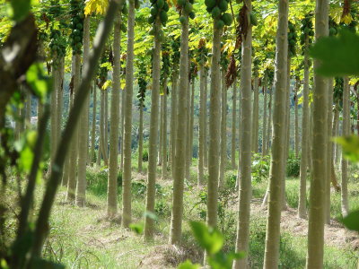 In the papaya grove