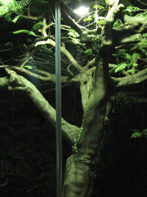 Streetlight, downtown Suva