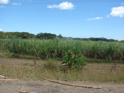  Sugarcane fields near Nadi