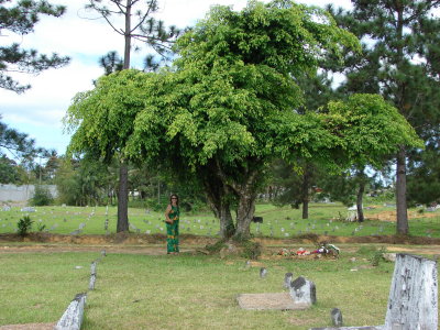 Bah tree