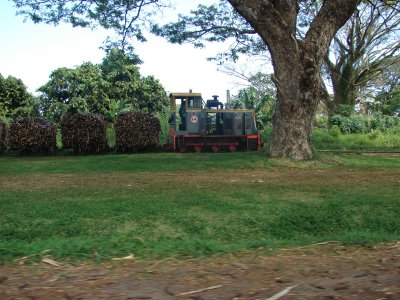 Sugarcane train
