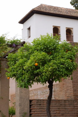 The Alhambra_042.JPG