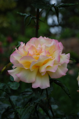 The Alhambra_434.JPG