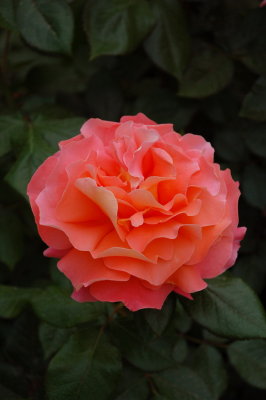The Alhambra_437.jpg