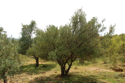 Ronda_006.JPG