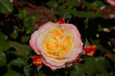Retiro Park_59.JPG