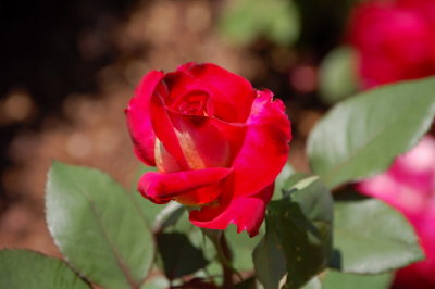 Retiro Park_60.JPG