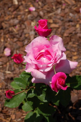 Retiro Park_63.JPG