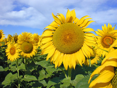 Sun  Flowers
