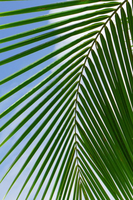 Coconut Leaf