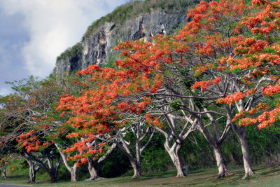 Flame Trees at Cliff