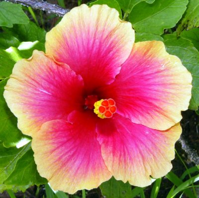 Saipan Flower