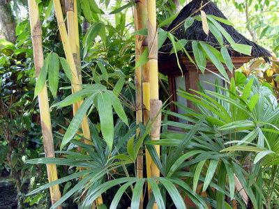 Bamboo