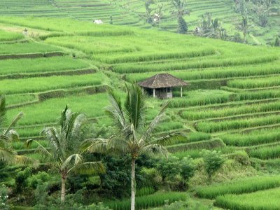 House in Ricefield