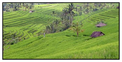 Rice Field