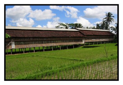 Ricefield and Buiding