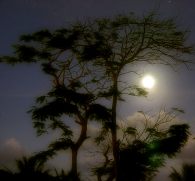 Saipan Moon and Flame Tree