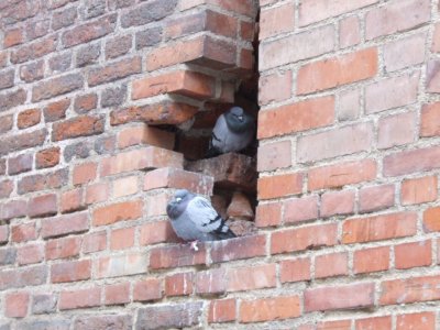 G35 Gdansk pigeons.JPG
