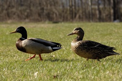 Ducks