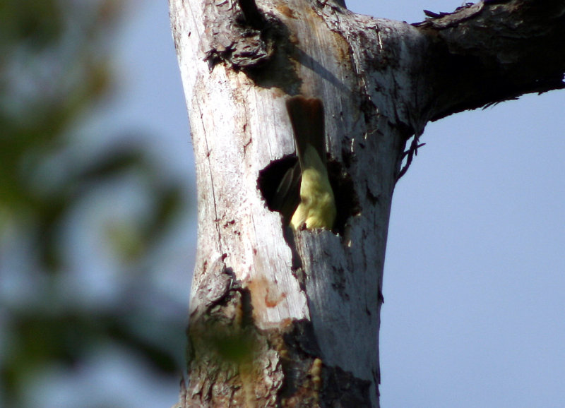 Flycatcher, bottoms up