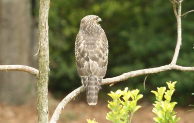 Red-shouldered Hawk, Eastern Juvenile: Buteo lineatus