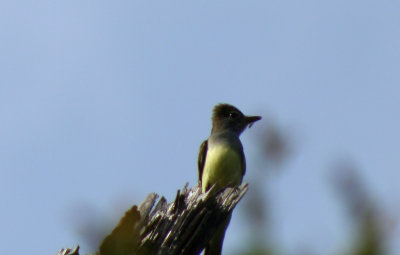 Great Crested Flycatcher: Myiarchus crinitus