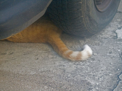 cat tail.jpg