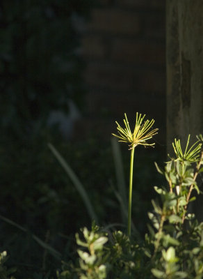 fronds .jpg
