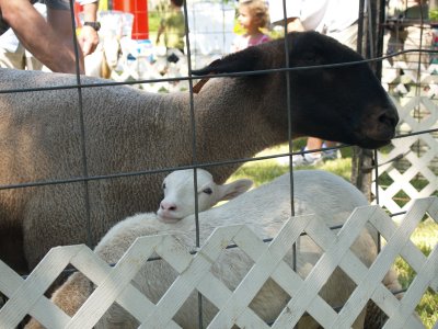 sheep.jpg