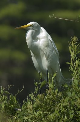 2007.05.23 Egret.jpg