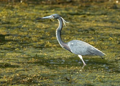 2007.05.23 Heron2.jpg