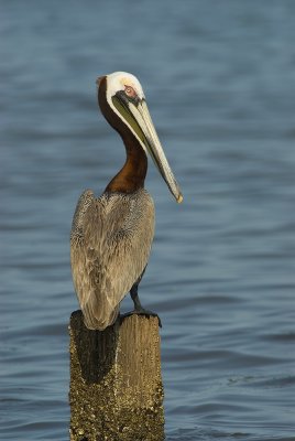 2007.05.24 Pelican.jpg