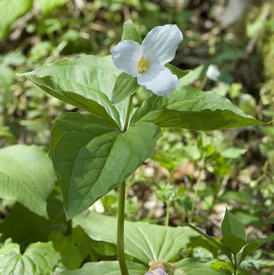 Large flowered Trillium
