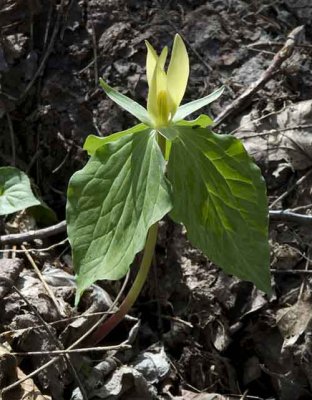lemon trillium.jpg