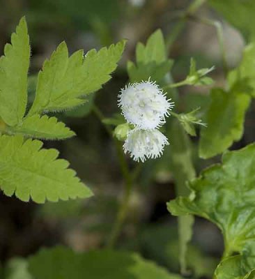Phacelia.jpg