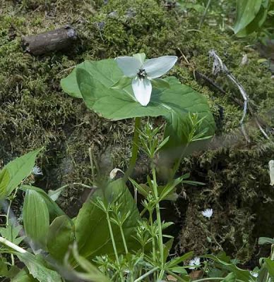 White erect trillium.jpg