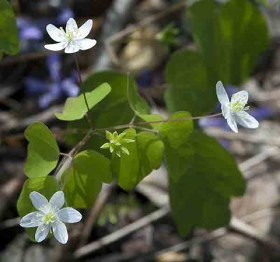 Wood anemone.jpg
