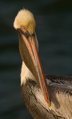 Brown Pelican at St. Petersburg Pier