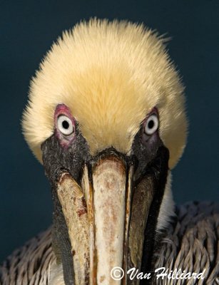 Pelicans in Brown and White