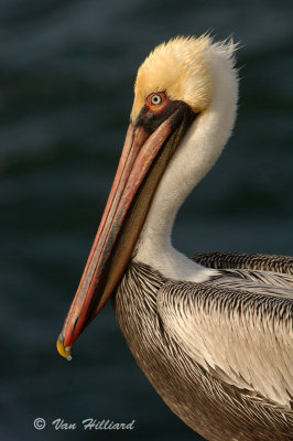 Brown Pelican Portrait