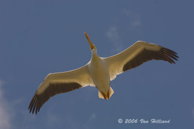 White Pelican Aloft over Lake Eli