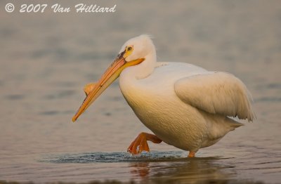 White Pelican in Waning Light - 2