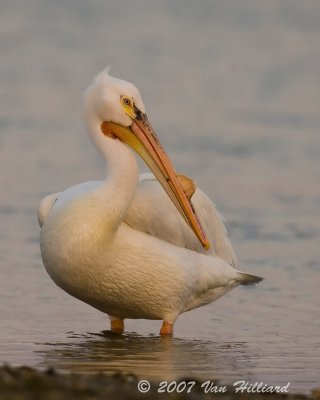 White Pelican in Waning Light - 1