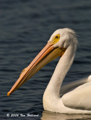 Male White Pelican at Lake Maggiore