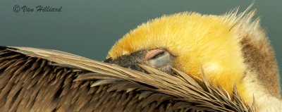 Sleepy Pelican in Last Rays of Sun.jpg