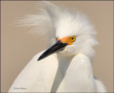 Wading Birds: Egrets and Herons